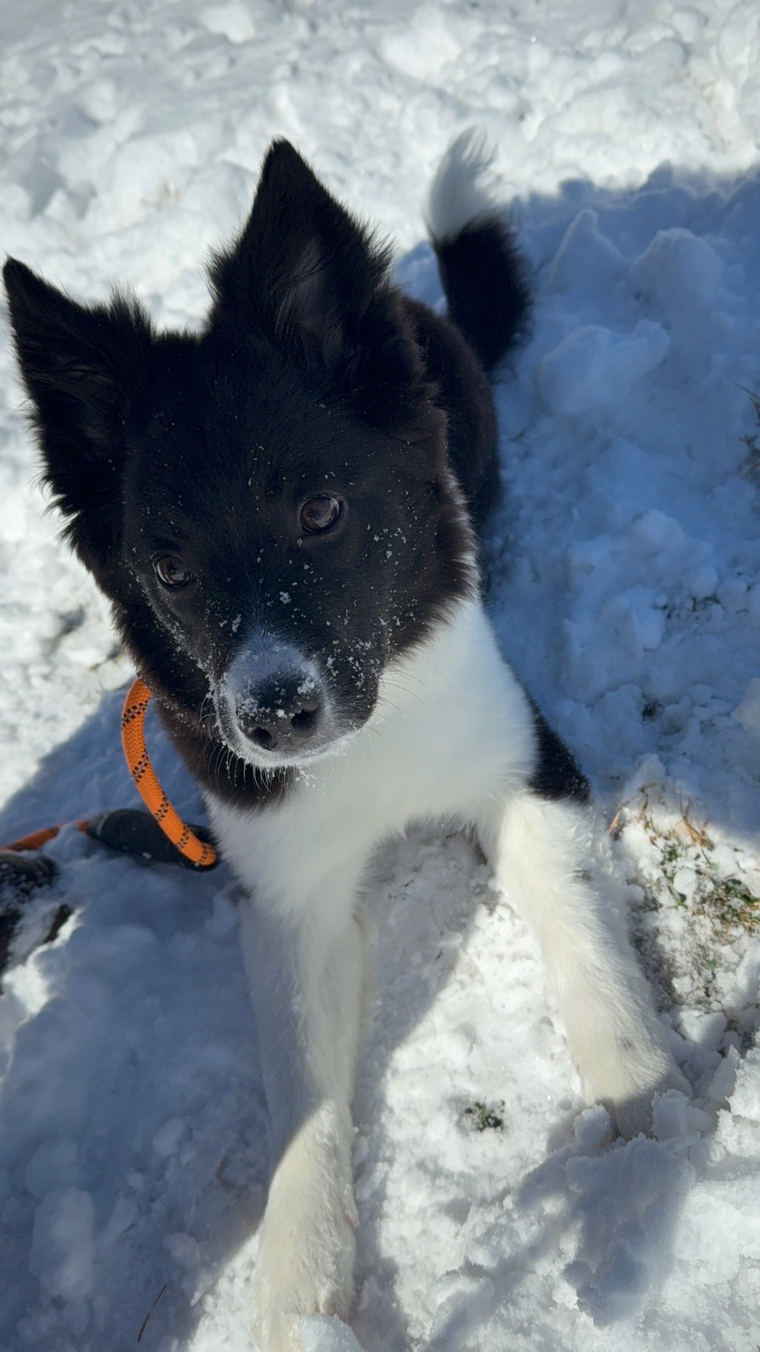 Lamer in the snow