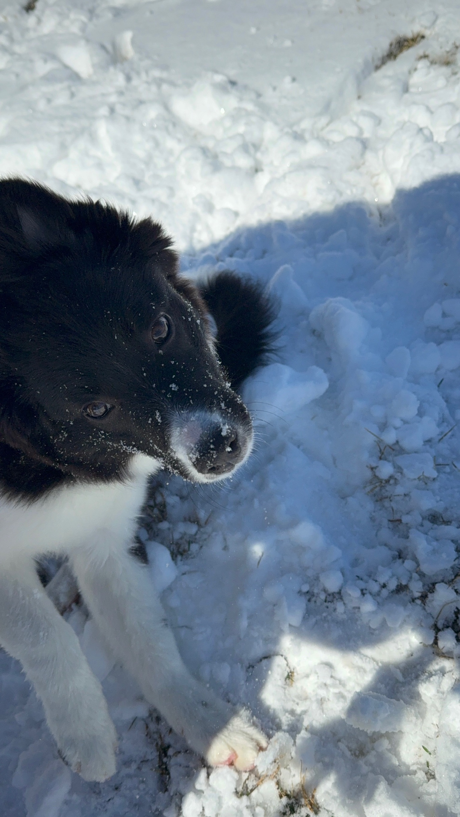 Lamer in the snow