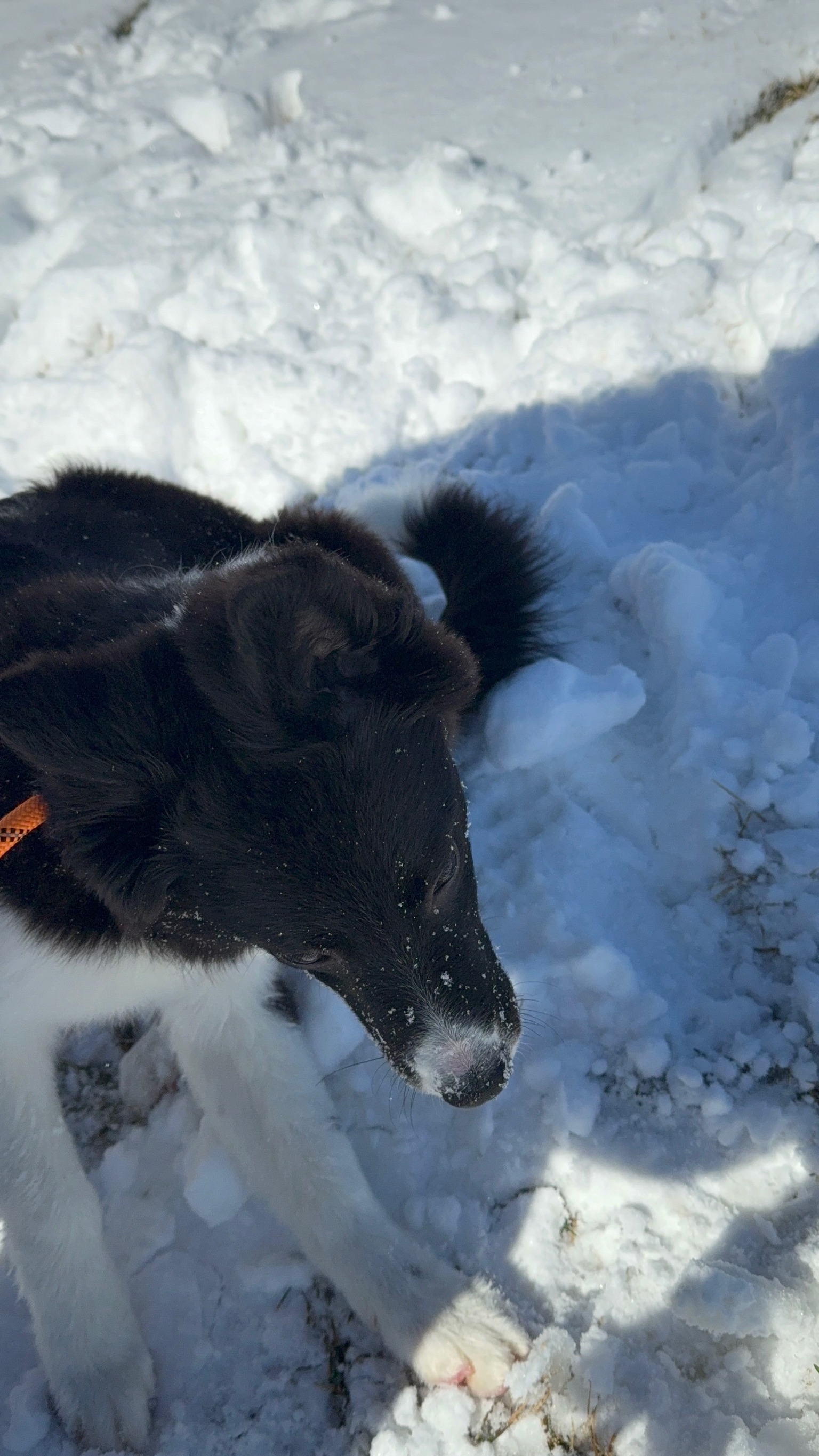 Lamer in the snow