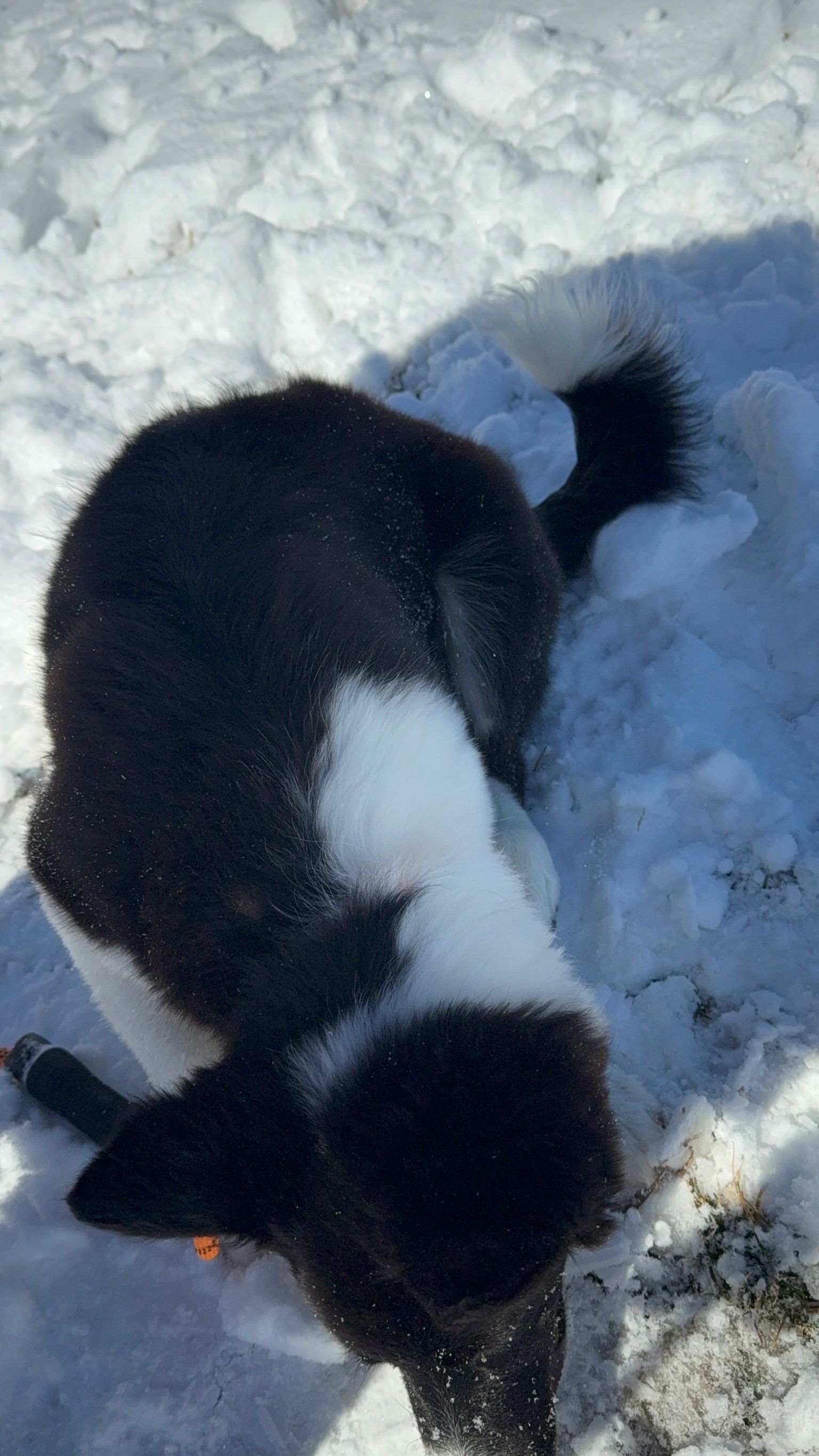 Lamer in the snow