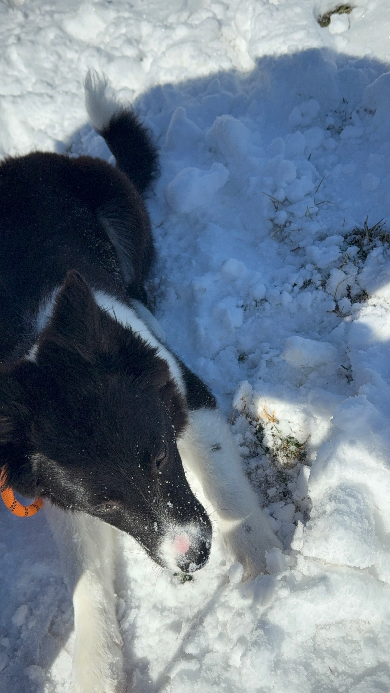 Lamer in the snow