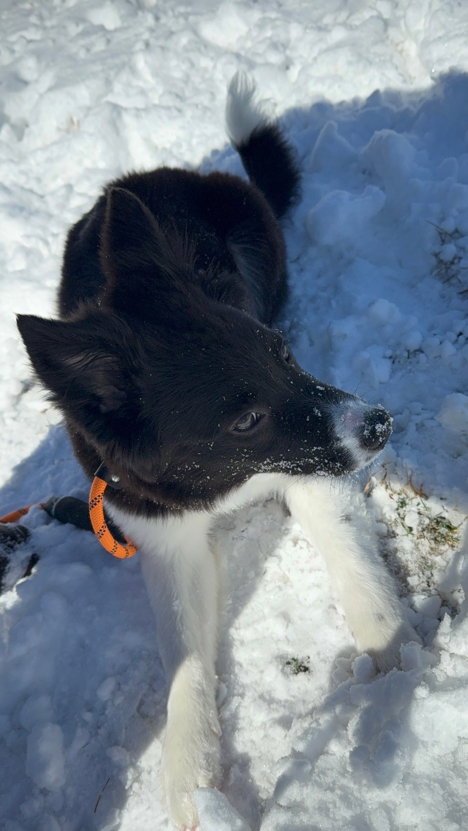 Lamer in the snow